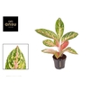 Aglaonema Coco Melon