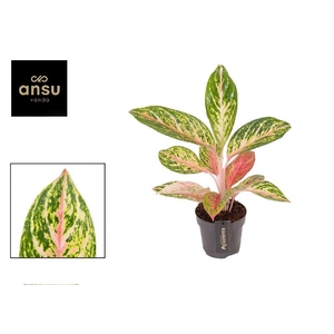 Aglaonema Coco Melon