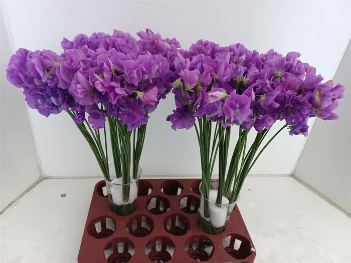 <h4>Lathyr Wi Sunshine Mauve</h4>