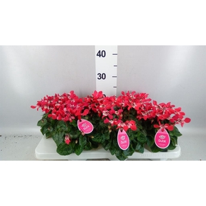 Cyclamen KL 'Djix'