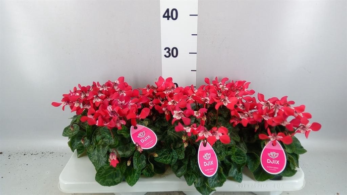 <h4>Cyclamen KL 'Djix'</h4>