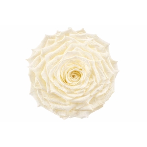 Ro Pres Xl Creme