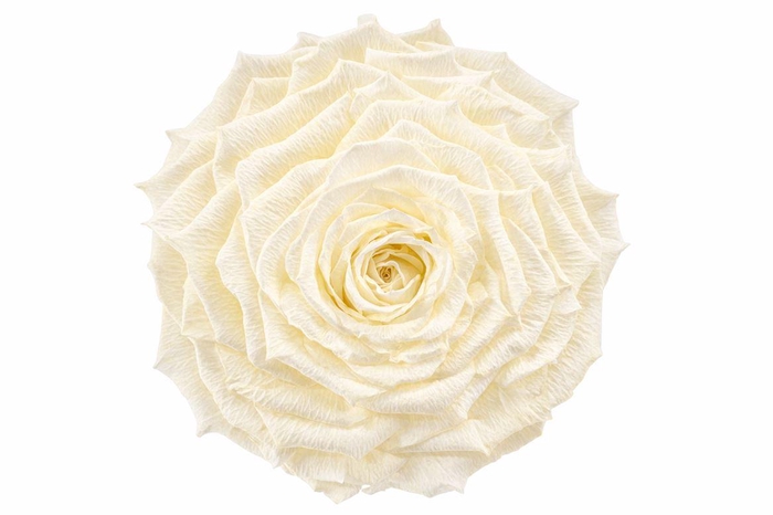 <h4>Ro Pres Xl Creme</h4>