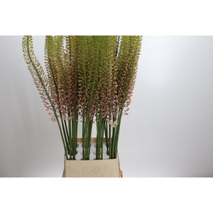 Eremurus Romance