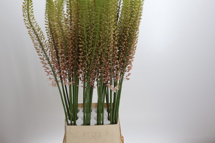 <h4>Eremurus Romance</h4>