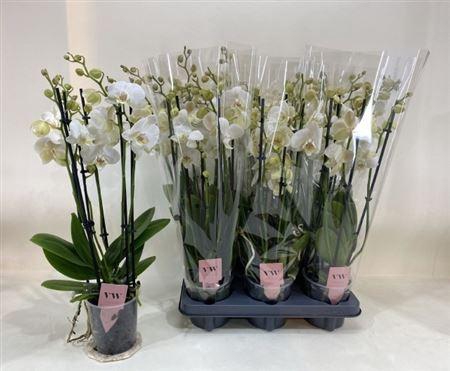 arr8 Phal An Inverness