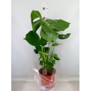 Monstera delic.