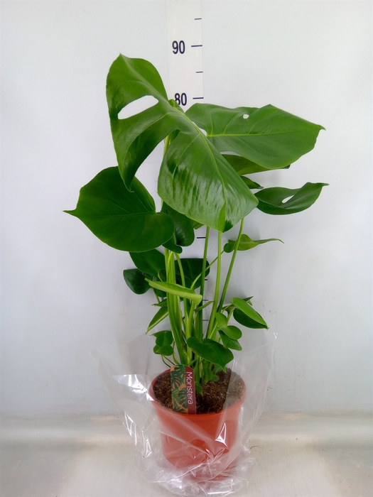 <h4>Monstera delic.</h4>