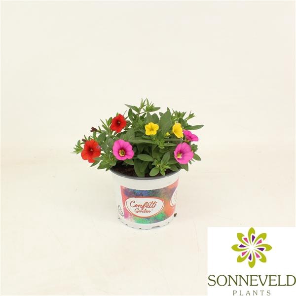 <h4>Calibrachoa Confetti Garden Hawaiian Trio gemengd</h4>