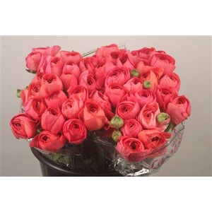 Ran.. Su Red 302 Extra