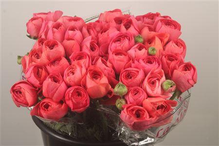 Ran.. Su Red 302 Extra