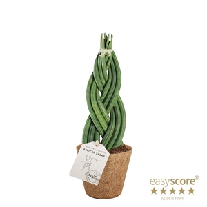 SANSEVIERIA CYLINDRICA P11 BRAID COCOZ