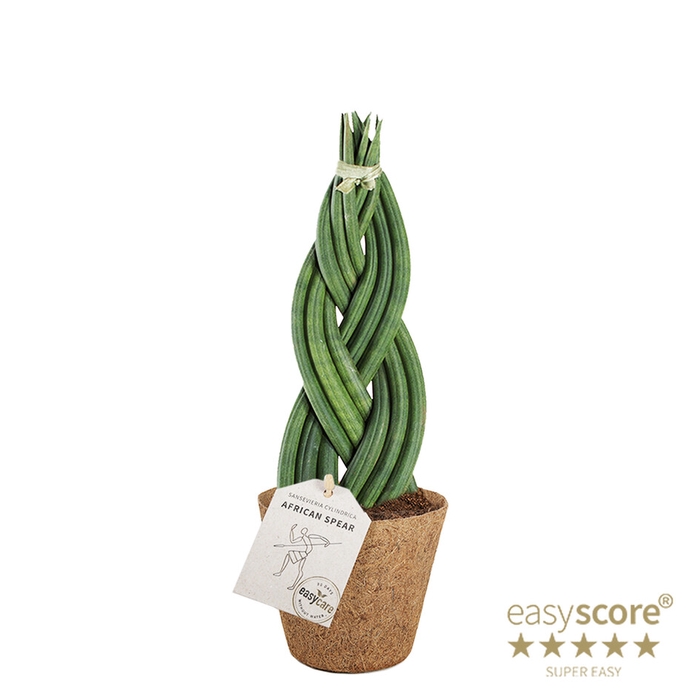 <h4>SANSEVIERIA CYLINDRICA P11 BRAID COCOZ</h4>