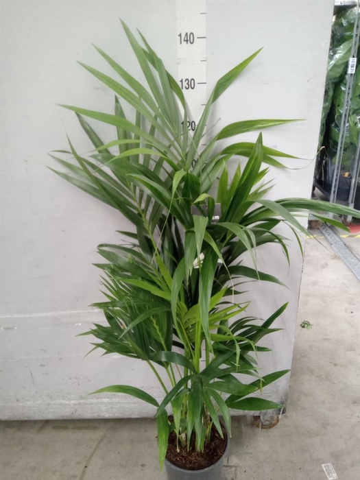 <h4>Howea forsteriana</h4>