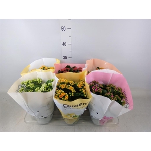 Kalanchoe blos.   ..rosebud mix GR