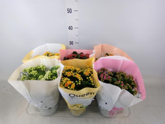 <h4>Kalanchoe blos.   ..rosebud mix GR</h4>