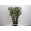 Anigozanthos Green