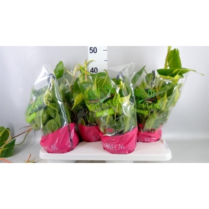 Philodendron scand. 'Brasil'