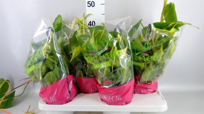 <h4>Philodendron scand. 'Brasil'</h4>