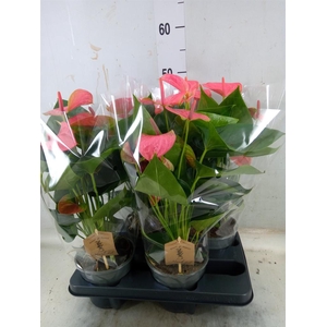 Anthurium andr. 'Sweet Dream'