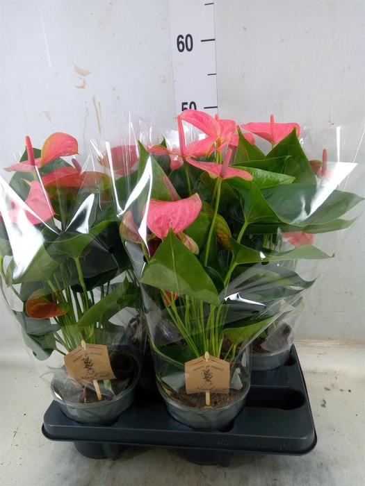 <h4>Anthurium andr. 'Sweet Dream'</h4>