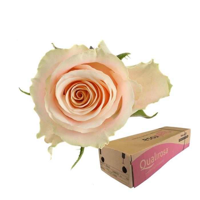 <h4>R Gr Charmant -in box</h4>