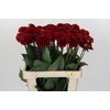 Dahlia Red Fox