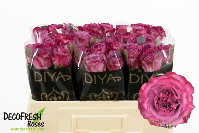 <h4>R Gr Garcia Diya</h4>