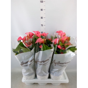 Anthurium andr. 'Pink Champion'
