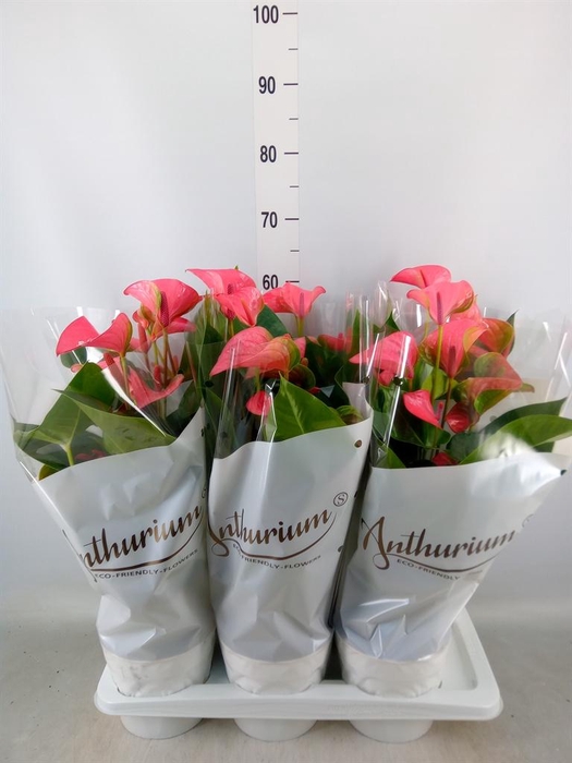 <h4>Anthurium andr. 'Pink Champion'</h4>