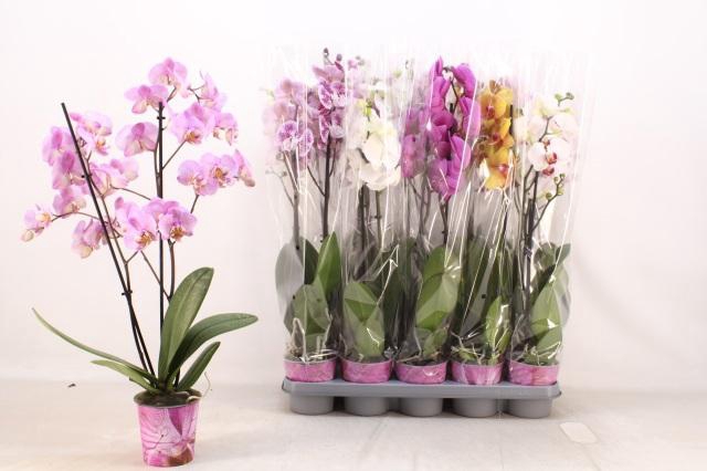 <h4>PHAL GEM 5 KL</h4>