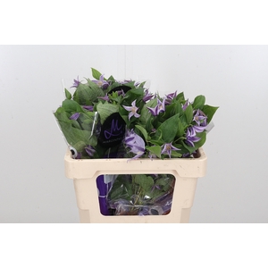 Clem Star River Lavendel