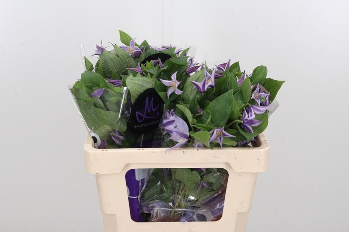 <h4>Clem Star River Lavendel</h4>