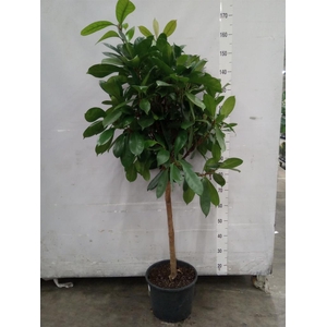 Ficus cyathistipula