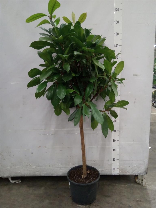 <h4>Ficus cyathistipula</h4>
