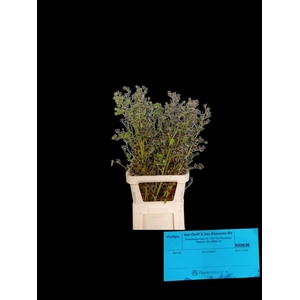 Lavatera Zaaddoos