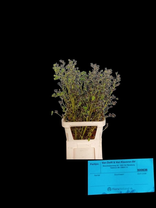 <h4>Lavatera Zaaddoos</h4>
