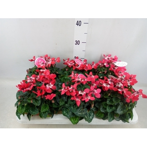 Cyclamen KL 'Djix'