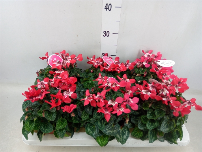 <h4>Cyclamen KL 'Djix'</h4>