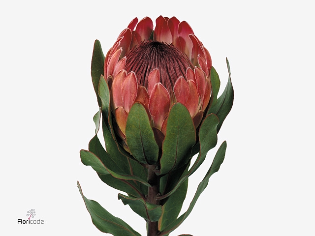 Protea Sharon