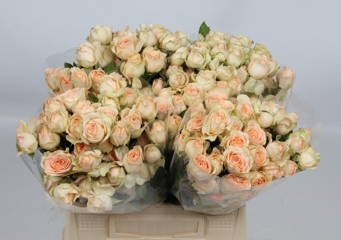 <h4>R TR SANCERRE</h4>