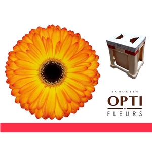 Gerbera Catwalk Water