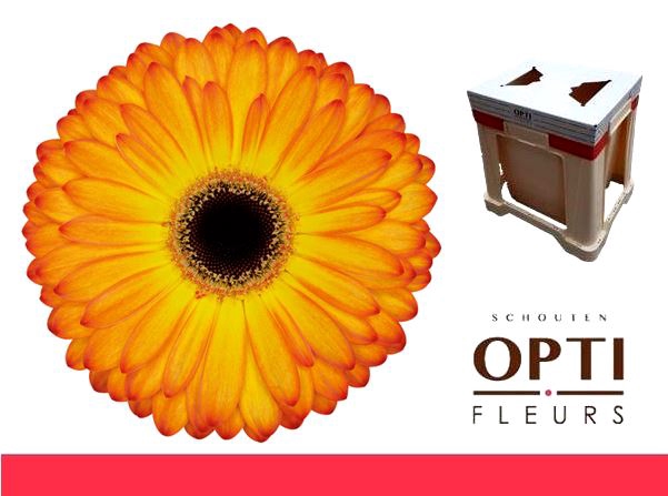 <h4>Gerbera Catwalk Water</h4>