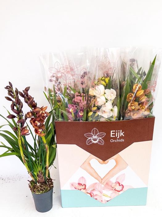 <h4>CYMB GEMENGD</h4>