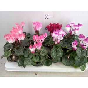 Cyclamen MD 'Indiaka'