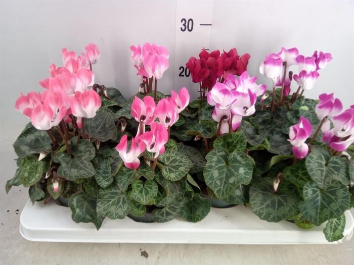 <h4>Cyclamen MD 'Indiaka'</h4>