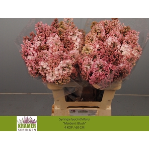 SYR HY MAIDENS BLUSH