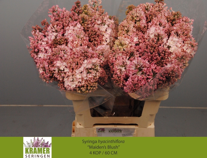 <h4>SYR HY MAIDENS BLUSH</h4>