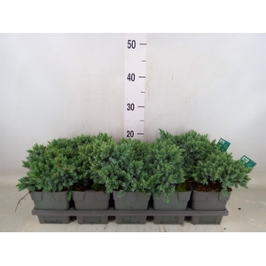 Juniperus squamata 'Blue Star'