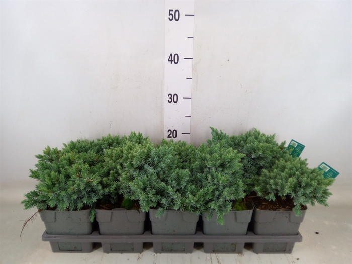 <h4>Juniperus squamata 'Blue Star'</h4>